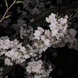 冢本监督之昭和年代
